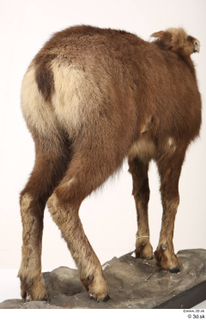 Alpine chamois Rupicapra rupicapra whole body 0008.jpg